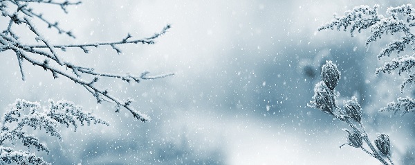 Talvinen kuva lumisateesta ja lumisista oksista