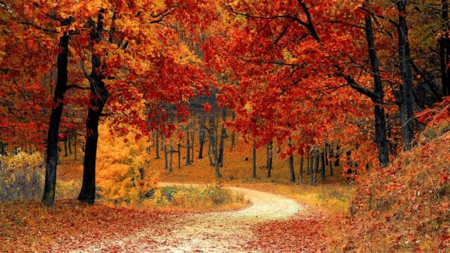 fall, scenery